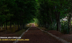 Ormanlara girişler 31 Ekim'e kadar yasaklandı
