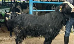 Kurban Bayramı'nın Şampiyonu Belli Oldu