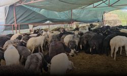 Bursa Kurban Pazarında Yüksek Maliyet Krizi: Üretici de Vatandaş da Dertli