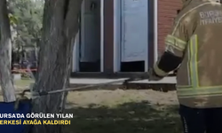Bursa'da görülen sarı yılan herkesi ayağa kaldırdı