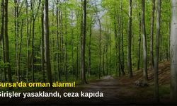 Bursa’da orman alarmı! Girişler yasaklandı, ceza kapıda