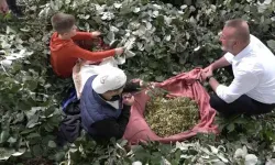 Bursa'da ıhlamur hasadında cesaret ve kazanç!
