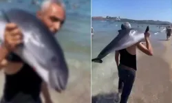 Sahile vuran yunusu sırtlayıp gözden kayboldu