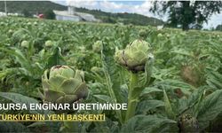 Bursa enginar üretiminde Türkiye'nin yeni başkenti oluyor