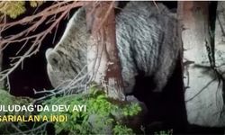 Uludağ Sarıalan’a dev ayı