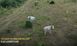 "Özgür kurbanlıklar" ilgi görüyor