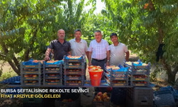 Bursa Şeftalisinde Rekolte Sevinci Fiyat Kriziyle Gölgeledi