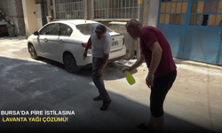 Bursa'da Pire İstilasına Lavanta Yağı Çözümü!