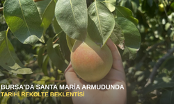 Bursa'da Santa Maria Armudunda tarihi rekolte beklentisi