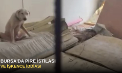 Bursa'da Pire İstilası ve İşkence İddiası