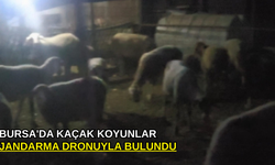 Bursa'da kaçak koyunlar jandarma dronuyla bulundu