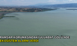 Uluabat Gölü’nde sular yeşile büründü, ekosistem tehlikede