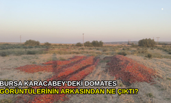 Bursa Karacabey'deki domates görüntülerinin arkasından ne çıktı?