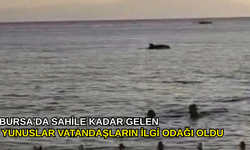 Bursa'da sahile kadar gelen yunuslar vatandaşların ilgi odağı oldu