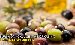 Bursa'da köklü zeytin markasına 1 yıllık kesin mühlet