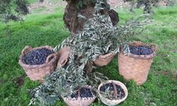 Bursa’da zeytin üreticileri dikkat! İlaçlama için tarih açıklandı