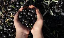 Zeytin sezonu yaklaşırken Bursa’da ihale duyurusu