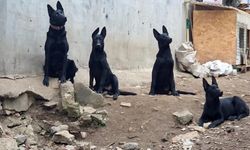 Bursa’da köpek çiftliği tepkisi büyüdü! “Belediye de dokunamaz”