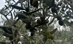 Bursa’da 290 bin ton zeytin üretimi bekleniyor! İşte beklenen üretim