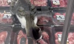 Bursa’da et reyonunda kedi görülmüştü! Denetim sonucu açıklandı