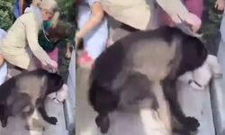 Banu Parlak'ın köpeği komşusunun köpeğine saldırarak öldürdü