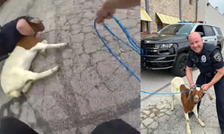 ABD’de polis kaçan keçiyi patates kızartması ile yakalamaya çalıştı