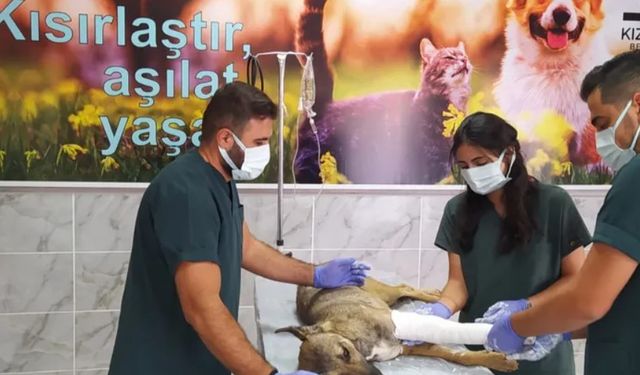 Ayağı kırılan köpek sağlığına kavuştu