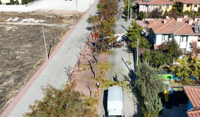 Konya Selçuklu'da ağaçlar budanıyor...