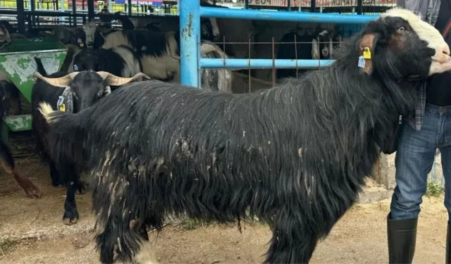 Kurban Bayramı'nın Şampiyonu Belli Oldu