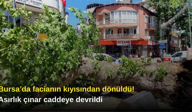 Bursa’da facianın kıyısından dönüldü! Asırlık çınar caddeye devrildi