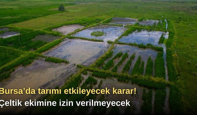 Bursa’da tarımı etkileyecek karar! Çeltik ekimine izin verilmeyecek
