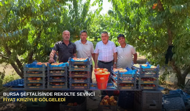Bursa Şeftalisinde Rekolte Sevinci Fiyat Kriziyle Gölgeledi