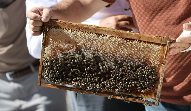 Büyükşehir destekli kovanlarda ilk bal hasadı yapıldı!