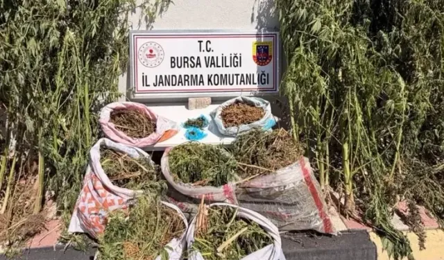 Karacabey'de uyuşturucu operasyonunda 22 kilo esrar ele geçirildi