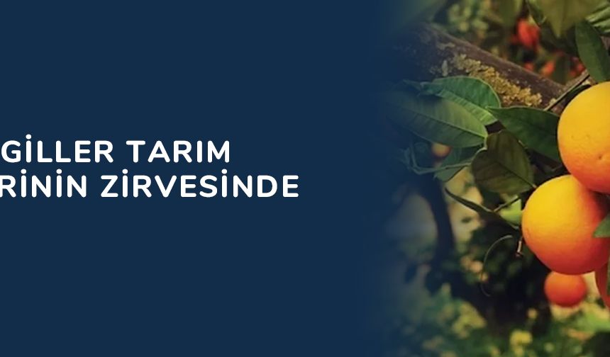 Turunçgiller tarım ürünlerinin zirvesinde
