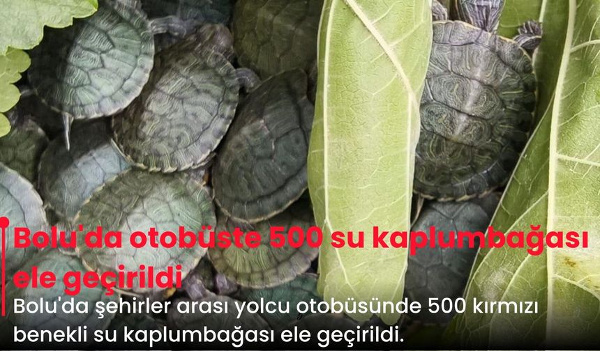 Bolu'da otobüste 500 su kaplumbağası ele geçirildi