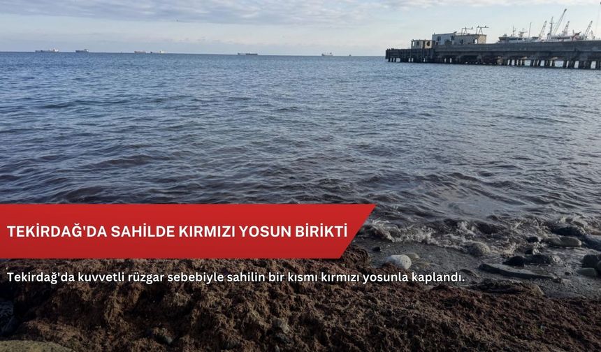 Tekirdağ'da sahilde kırmızı yosun birikti