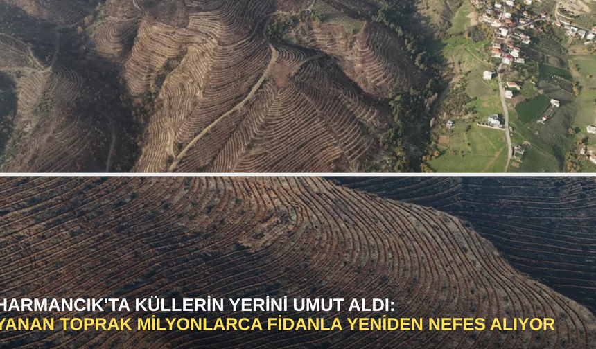 Harmancık'ta küllerin yerini umut aldı: yanan toprak milyonlarca fidanla yeniden nefes alıyor