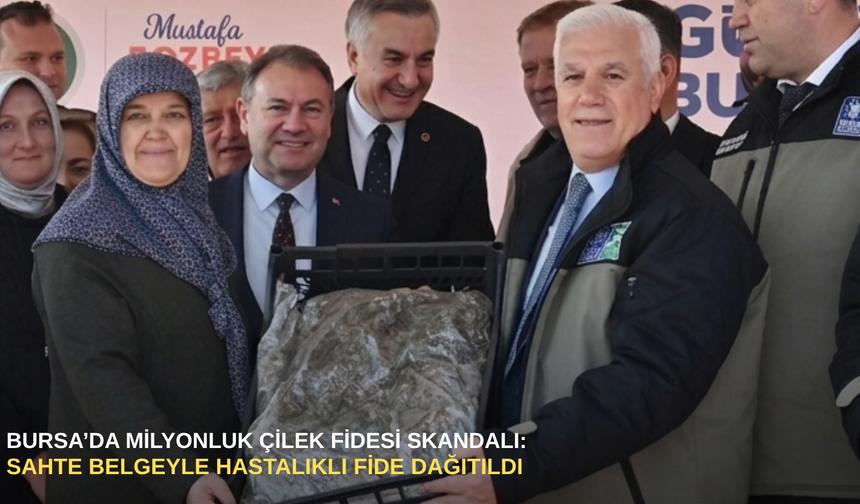 Bursa’da milyonluk çilek fidesi skandalı: Sahte belgeyle hastalıklı fide dağıtıldı