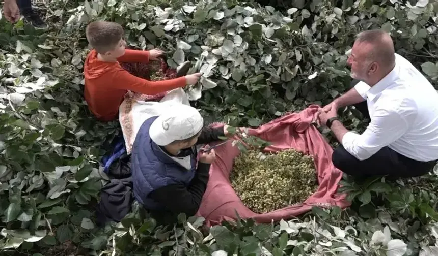 Bursa'da ıhlamur hasadında cesaret ve kazanç!