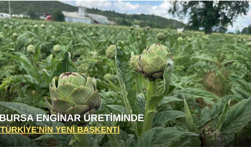 Bursa enginar üretiminde Türkiye'nin yeni başkenti oluyor