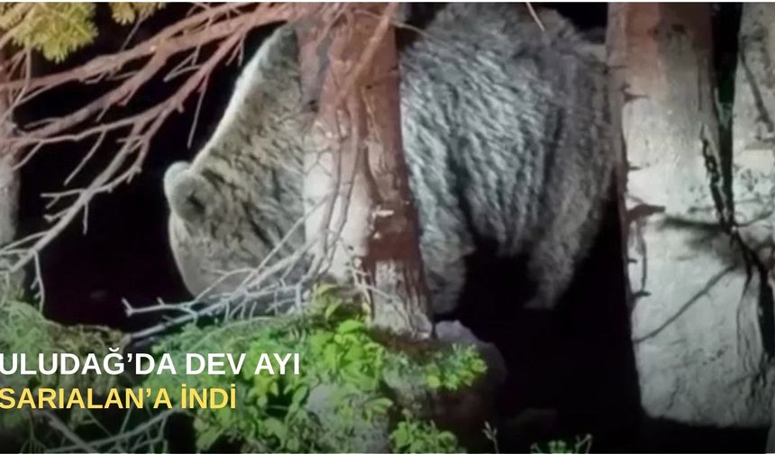 Uludağ Sarıalan’a dev ayı