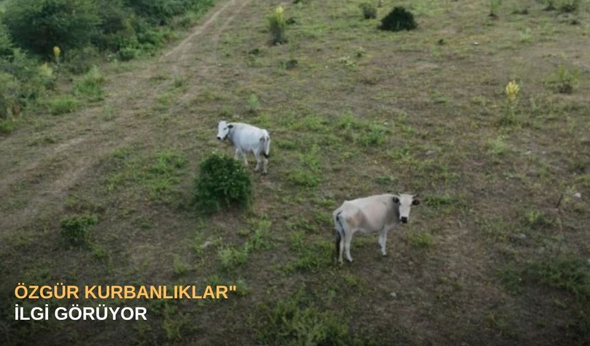 "Özgür kurbanlıklar" ilgi görüyor