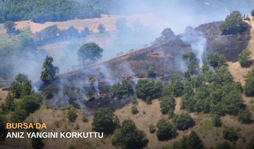 Bursa'da anız yangını korkuttu