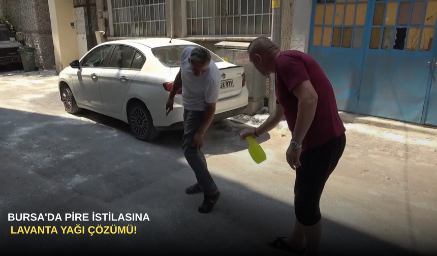 Bursa'da Pire İstilasına Lavanta Yağı Çözümü!