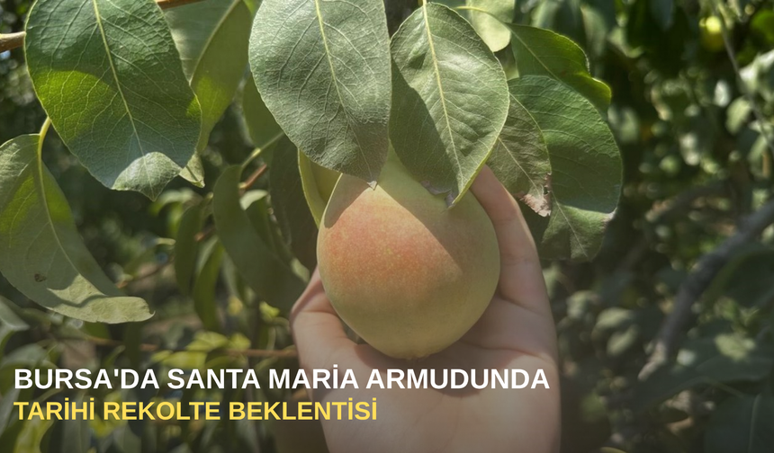 Bursa'da Santa Maria Armudunda tarihi rekolte beklentisi