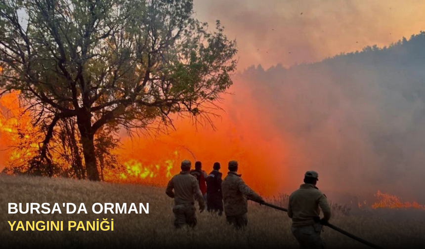 Bursa'da Orman Yangını Paniği