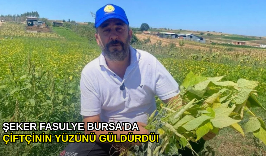 Şeker fasulye Bursa'da çiftçinin yüzünü güldürdü!