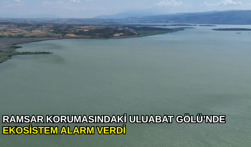 Uluabat Gölü’nde sular yeşile büründü, ekosistem tehlikede