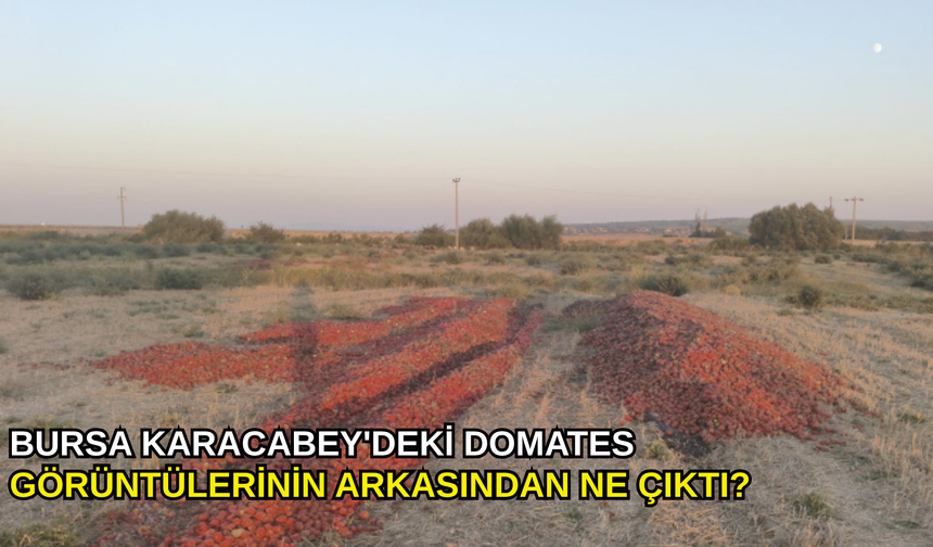 Bursa Karacabey'deki domates görüntülerinin arkasından ne çıktı?